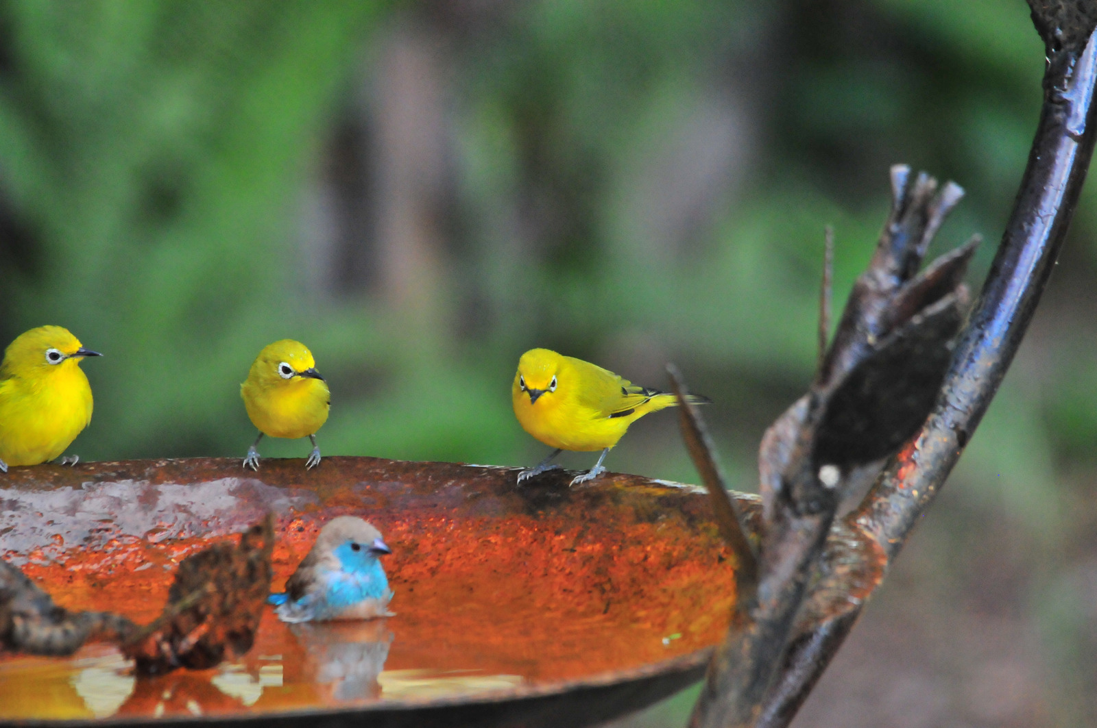 Cómo atraer pájaros a tu jardín