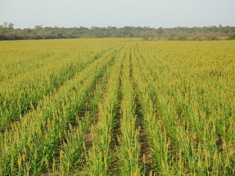 Campo Productivo de 36.000 Ha: Agricultura, Ganadería y Exce