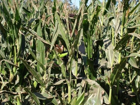 Campo Productivo de 36.000 Ha: Agricultura, Ganadería y Exce