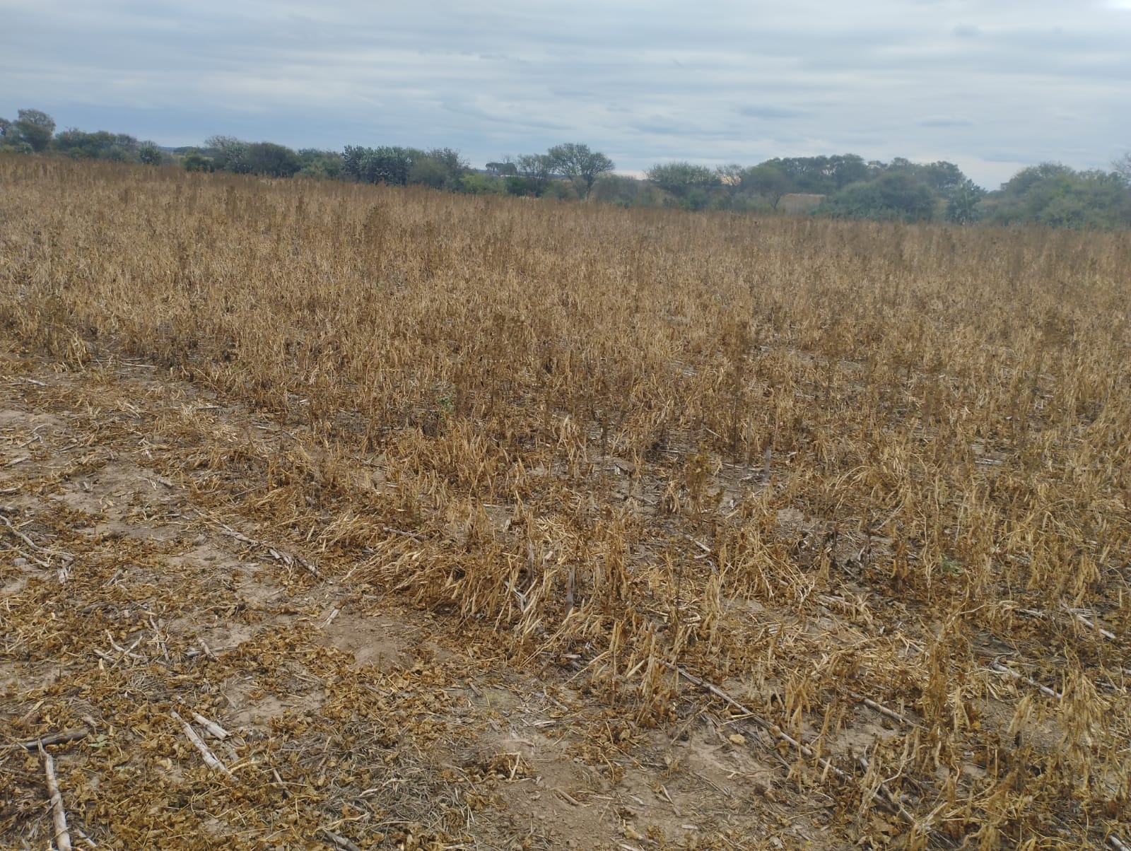Campo Productivo de 36.000 Ha: Agricultura, Ganadería y Exce